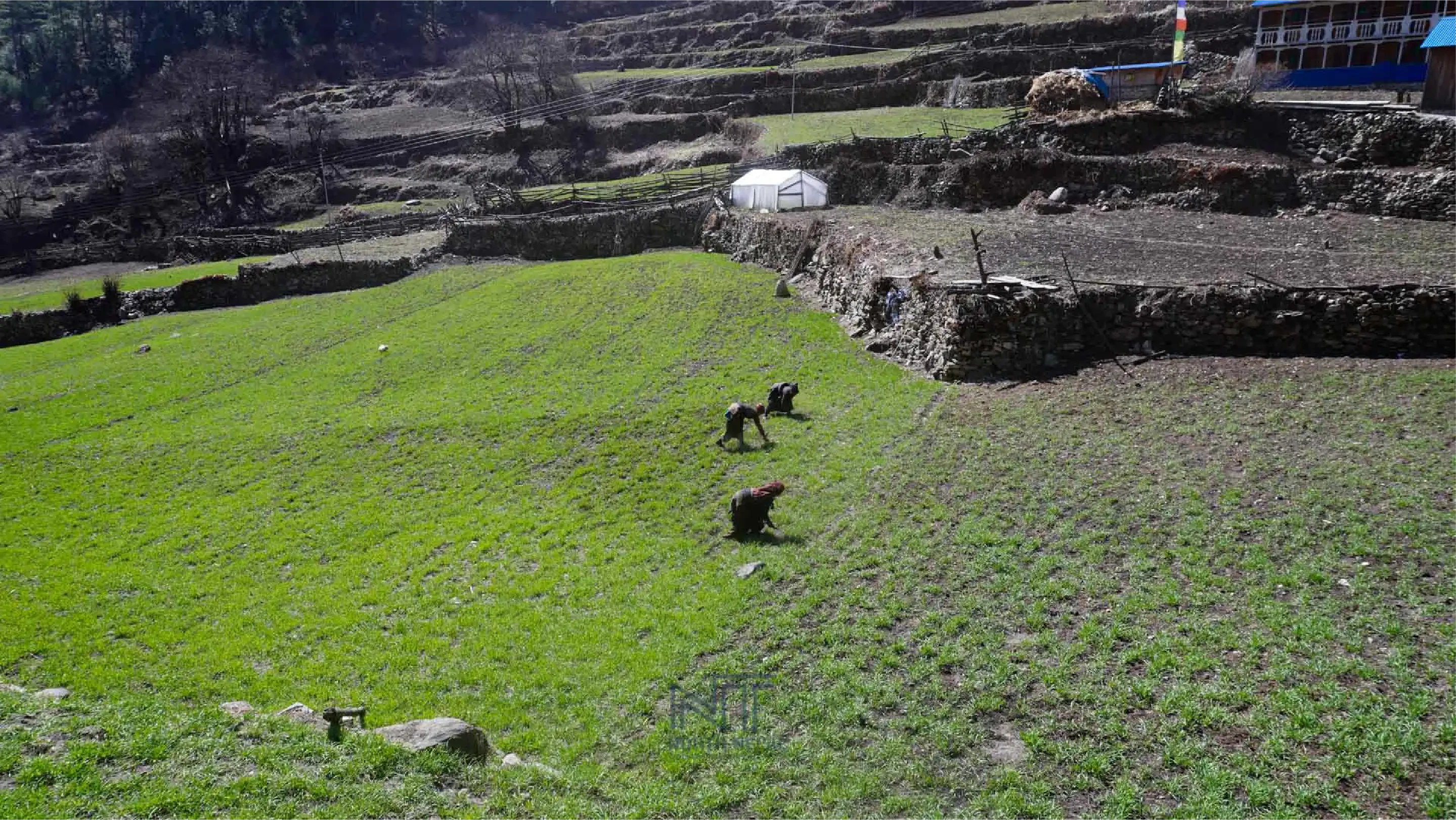 Agriculture in Tsum Valley and Manaslu Region